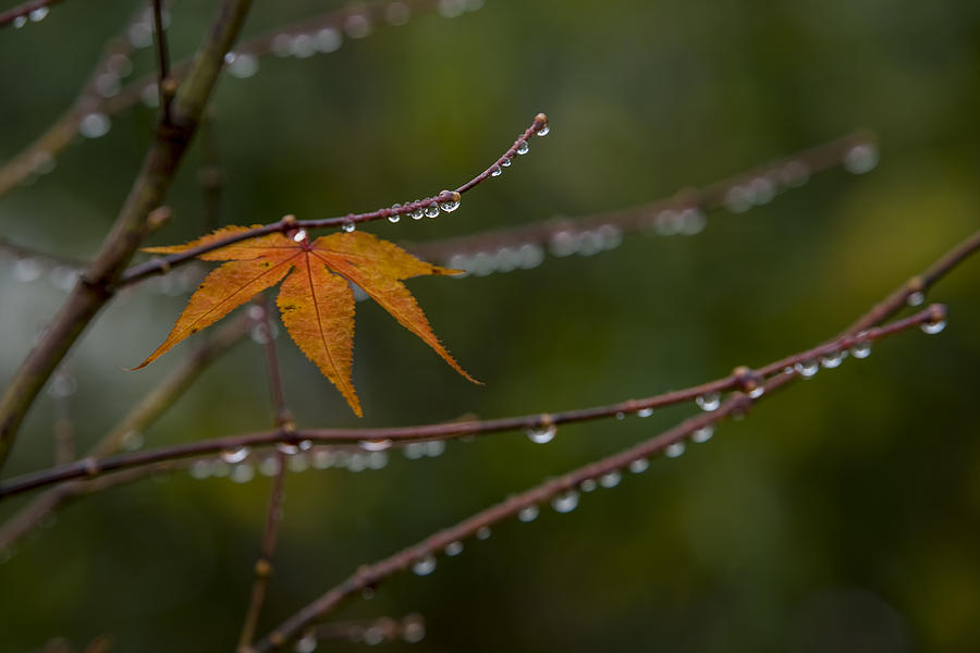 Gentle Autumn Rain Photograph by Steve Gravano