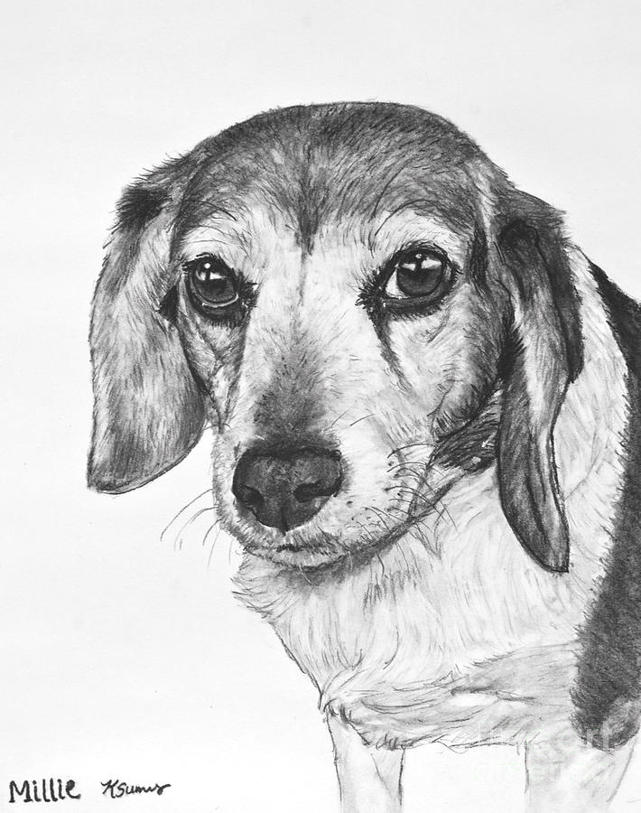 Gentle Beagle Drawing by Kate Sumners