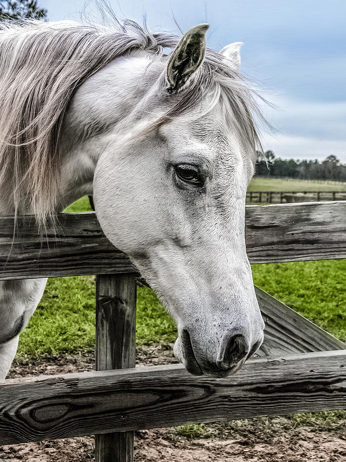 Horse Photograph - Gentle Beauty by CarolLMiller Photography