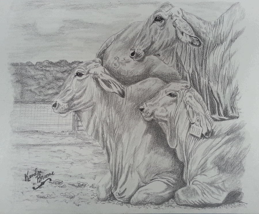 Nature Drawing - Gentle Brahmas by Kendra DeBerry