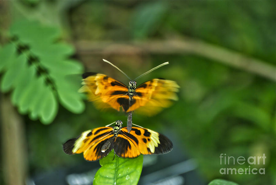 Gentle Butterfly Courtship 03 Photograph by Thomas Woolworth