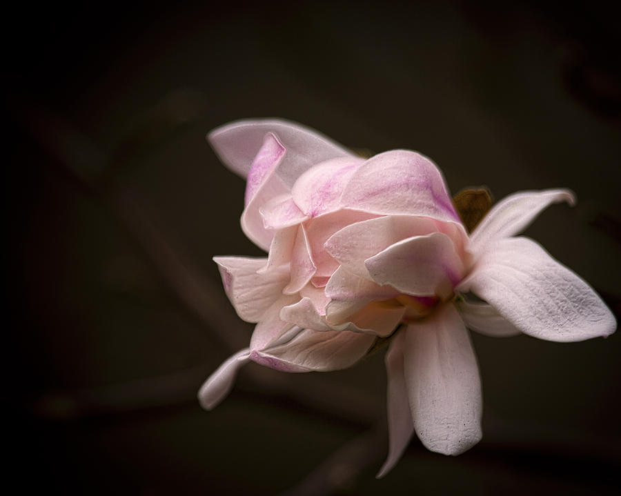 Flowers Still Life Photograph - Gentle by Cheri McEachin