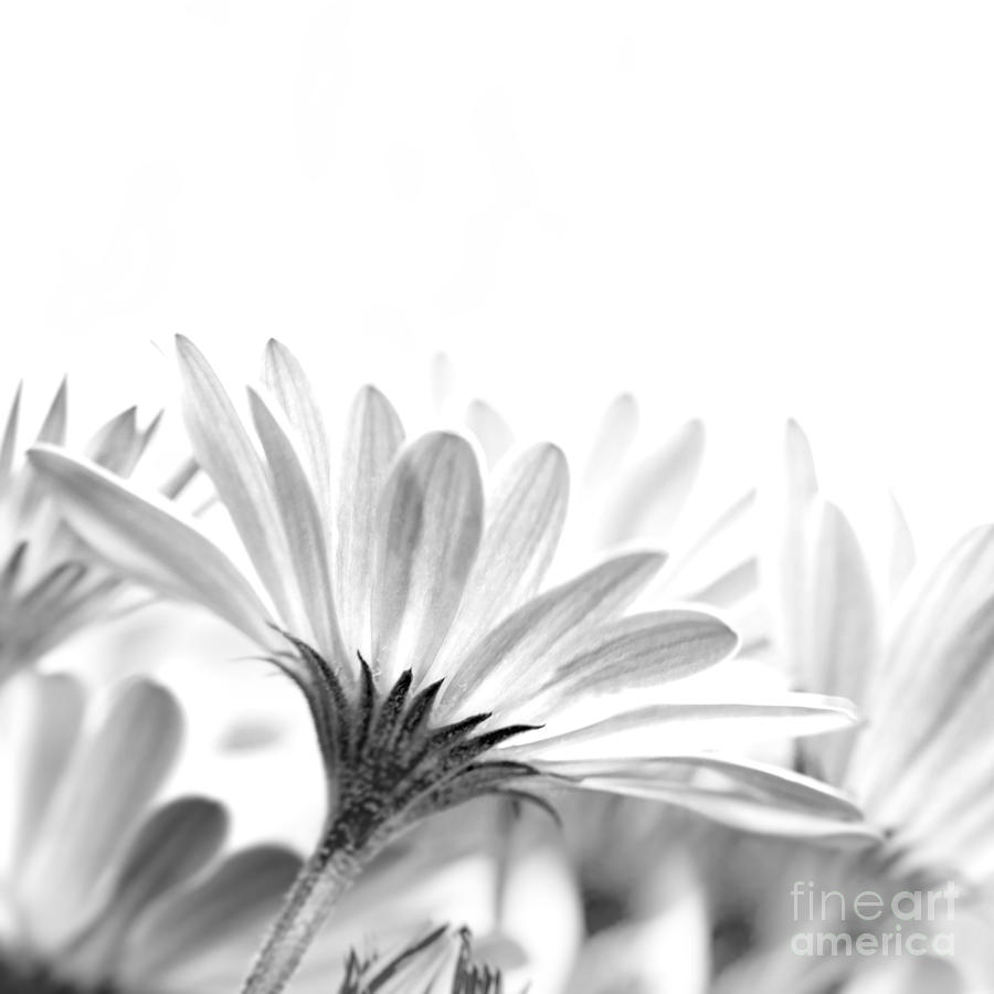 Gentle daisy flowers Photograph by Anna Om