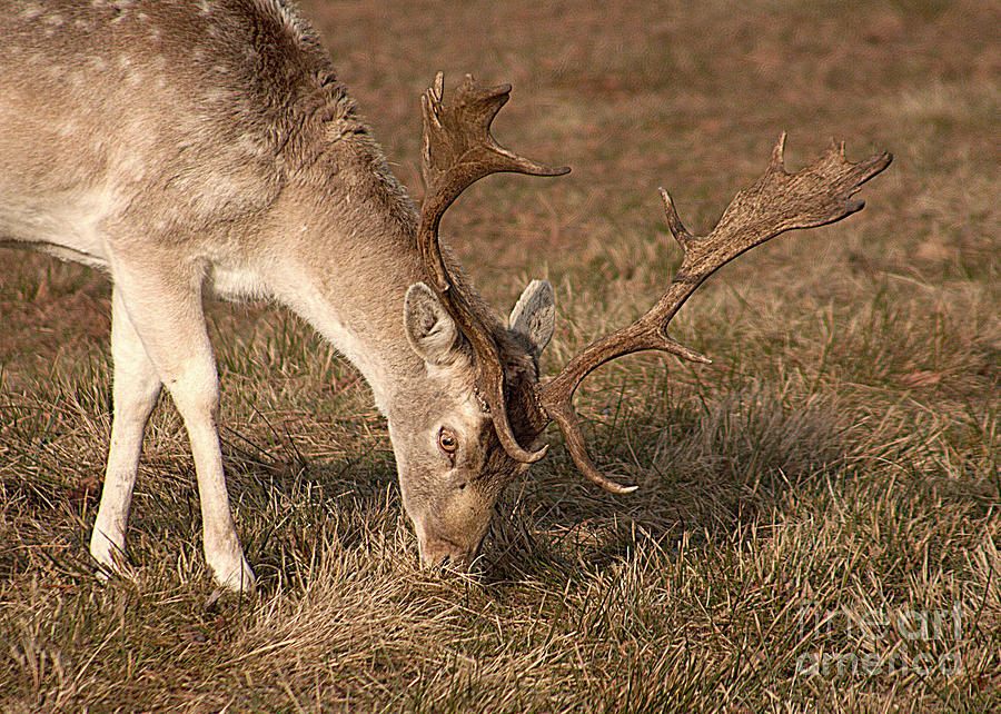 Wildlife Gentle Fallow Photograph by Linsey Williams