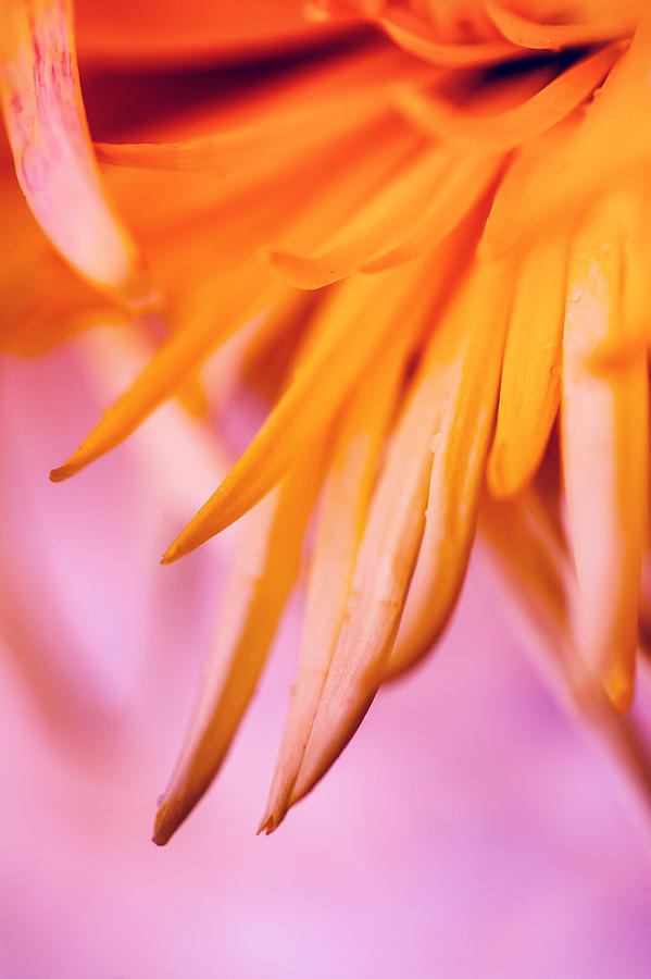 Orange Flower - Nature Photography Photograph by Modern Abstract
