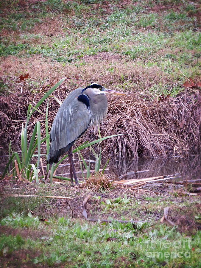 Gentle Giant of the Wetland - Great Blue Heron Photograph by Ella Kaye Dickey