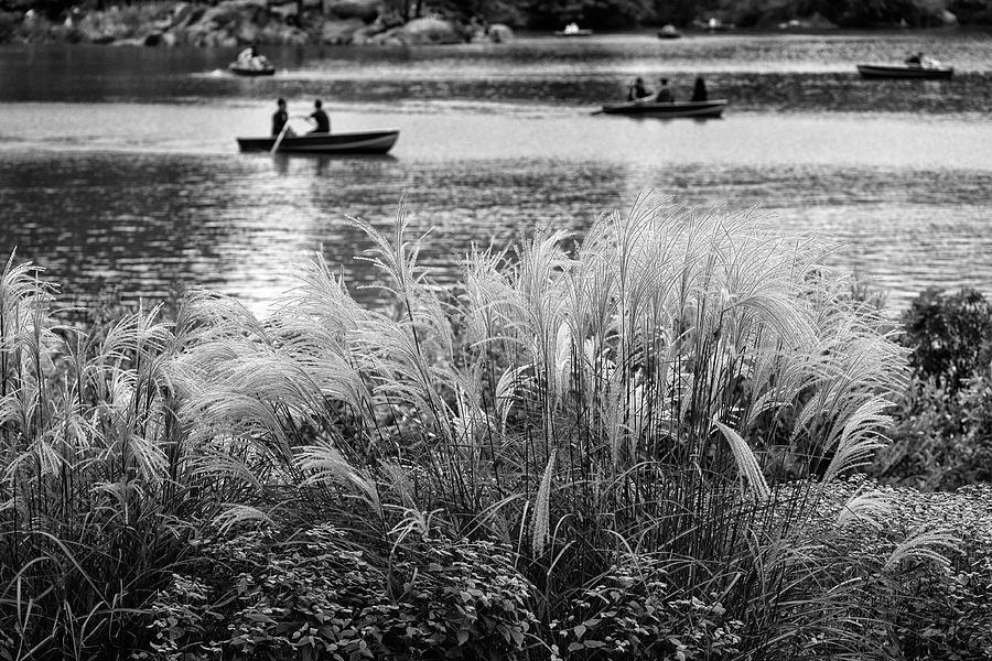 Gentle Grasses Along The Lake Photograph by Cornelis Verwaal