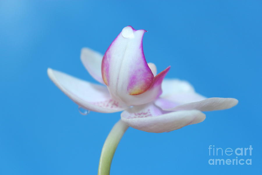 Orchid Photograph - Gentle Hope by Krissy Katsimbras