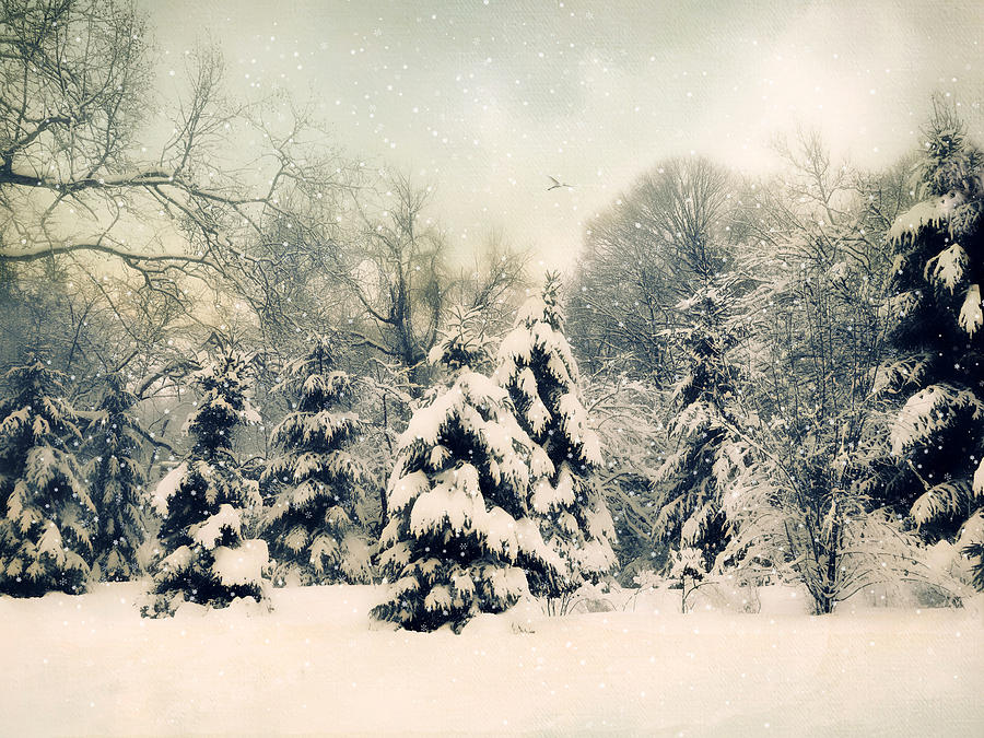 Winter Photograph - Gentle January by Jessica Jenney