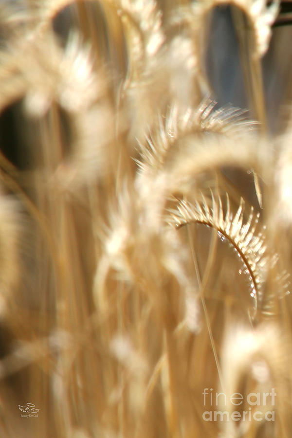 Mexican Grass Photograph - Gentle Life by Beauty For God Mexican Grass Photograph - Gentle Life by Beauty For God