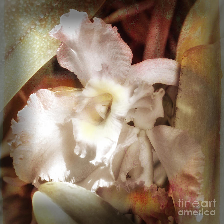 Gentle Orchid Photograph by Barry Weiss