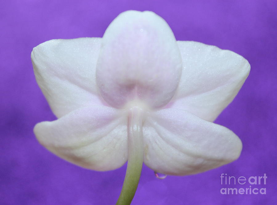Orchid Photograph - Gentle Orchid by Krissy Katsimbras
