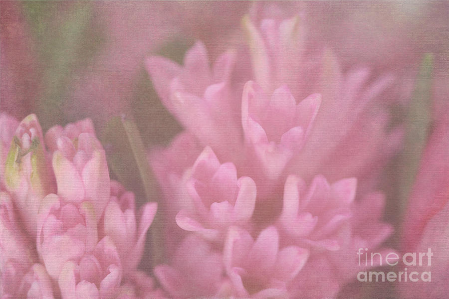 Gentle Pink Dreams Digital Art by Jayne Carney