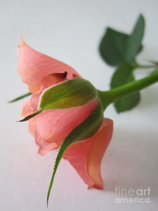 Gentle Pink Rose 2 Photograph by Tara  Shalton