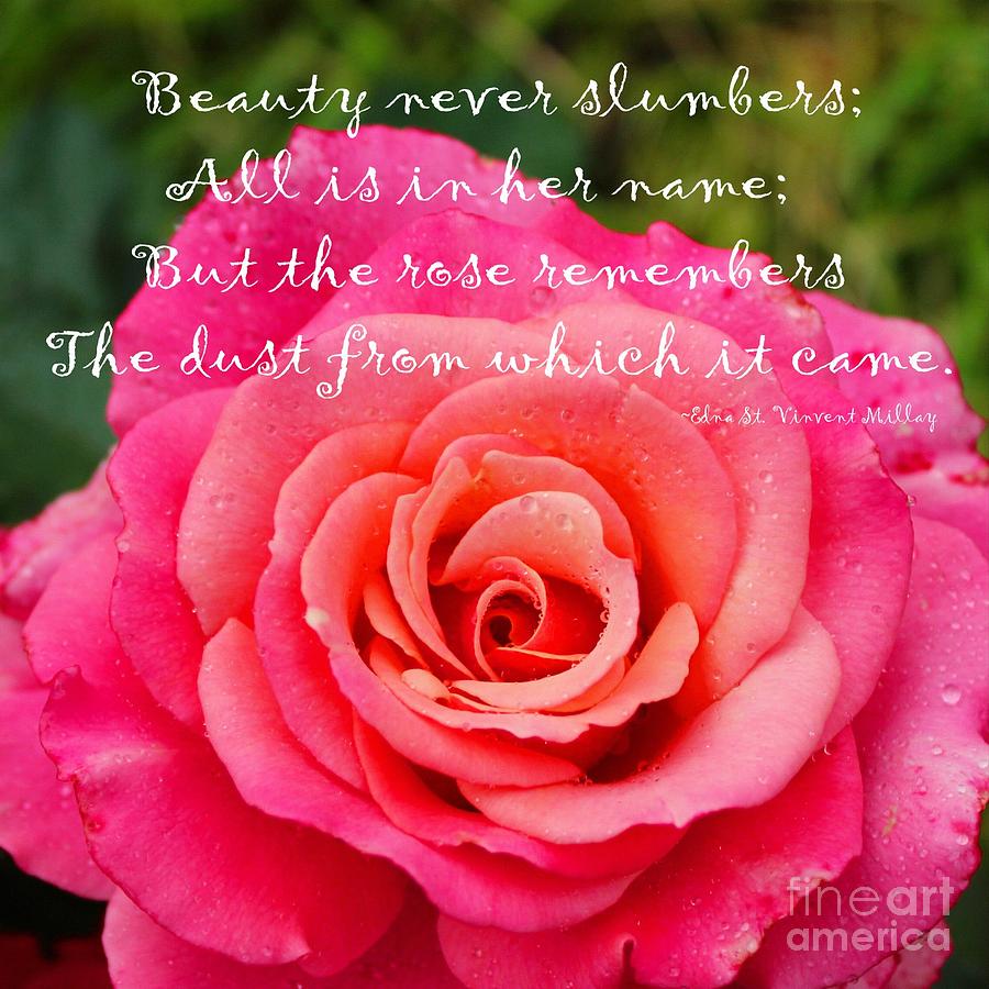 Gentle Rose Always Remembers Rose Quote Photograph By Barbara Griffin