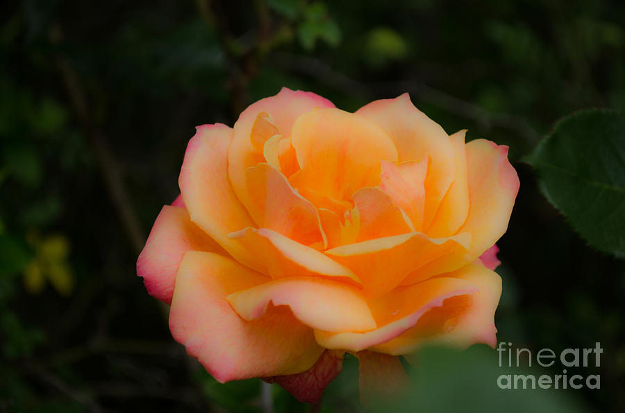 Gentle Soft Rose Photograph by Donna Brown