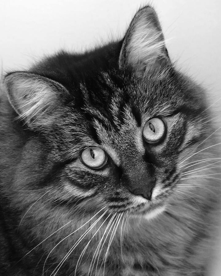 Black And White Photograph - Gentle Soul by Rhonda McDougall