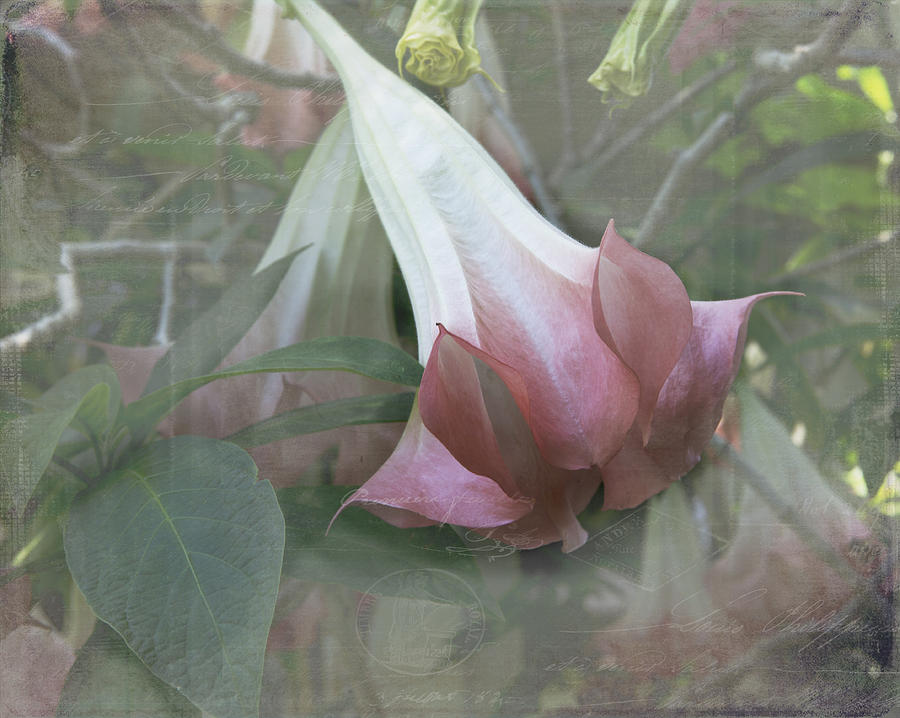 Gentle Sounds of an Angel Trumpet Photograph by Evie Carrier