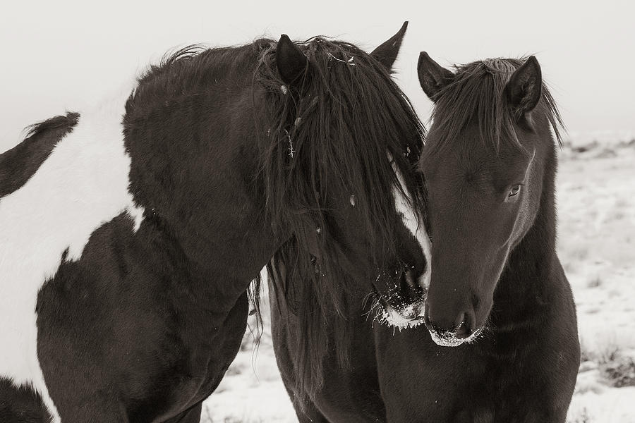 Black And White Photograph - Gentle Touch by Sandy Sisti
