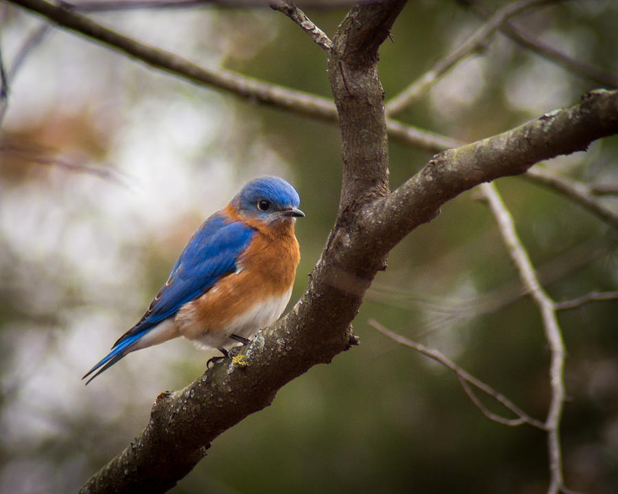 Bird Photograph - Gentleman Bluebird by Bill Pevlor