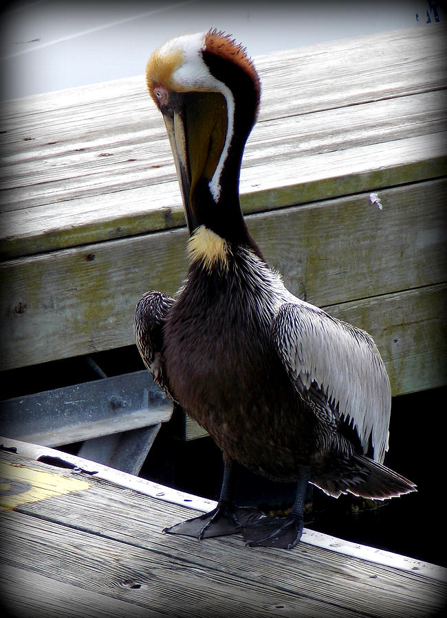Gentleman Brown Pelican Photograph by Sheri McLeroy