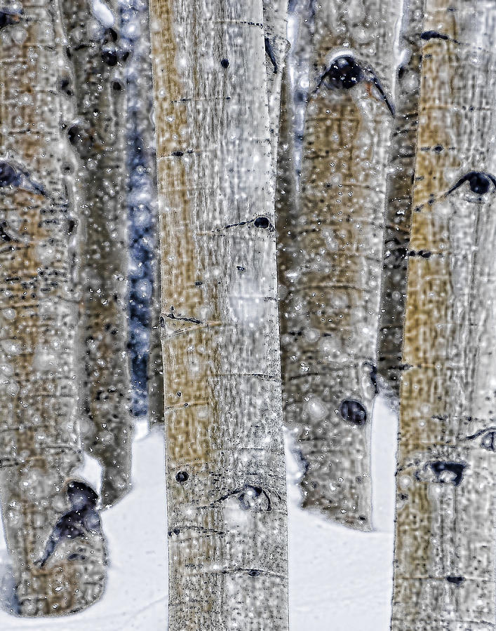 Gently Falling Forest Snow Photograph by Don Schwartz