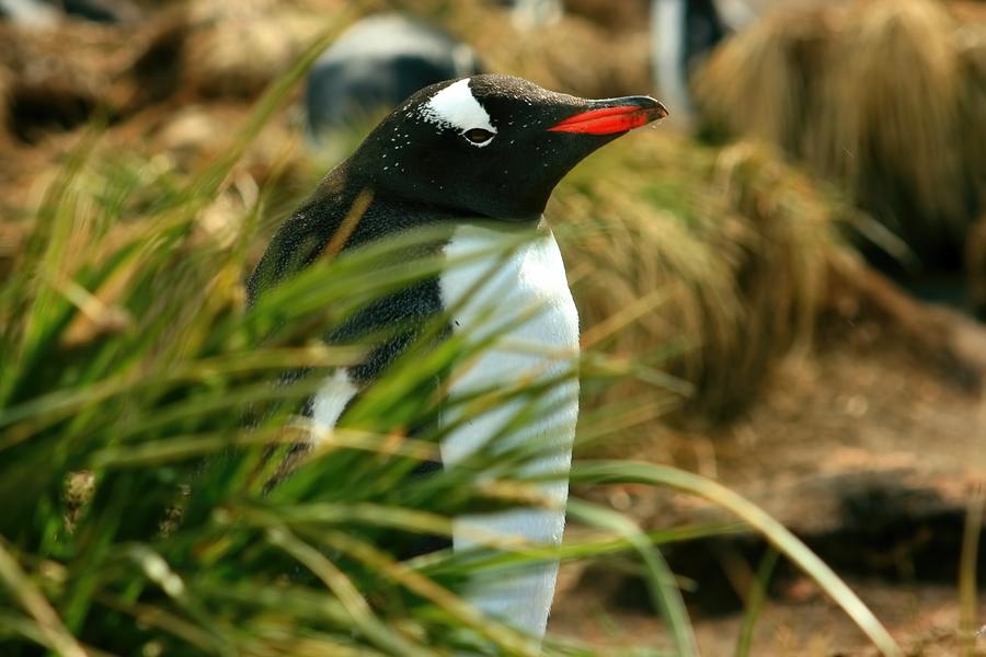 Gentoo Penguin Photograph by Amanda Stadther