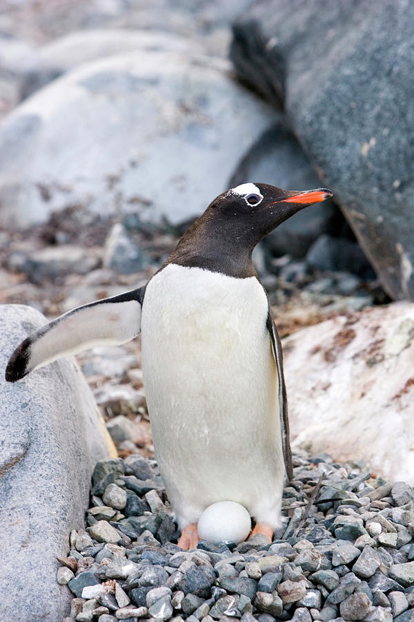 Gentoo Penguin And Egg Photograph by Science Photo Library Gentoo Penguin And Egg Photograph by Science Photo Library