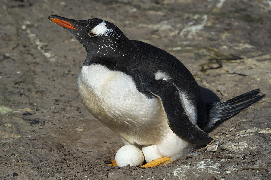 Adelie Penguin Egg