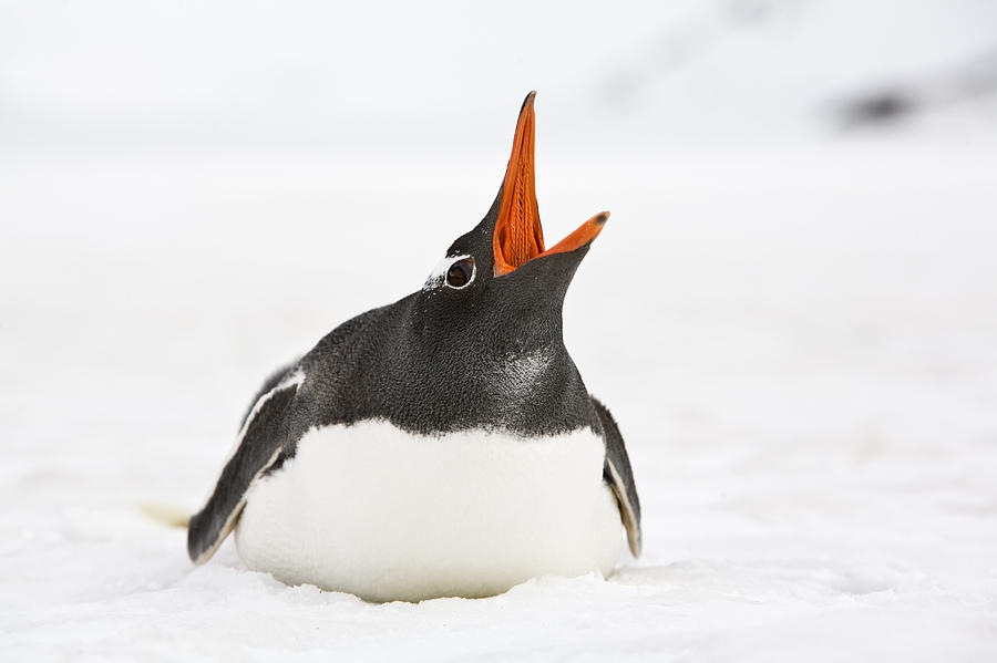 Gentoo Penguin Calling Grytviken South Photograph by Dickie Duckett