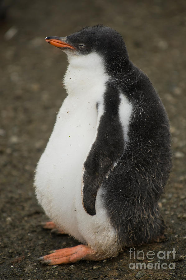 Gentoo Penguin Chick Photograph by John Shaw