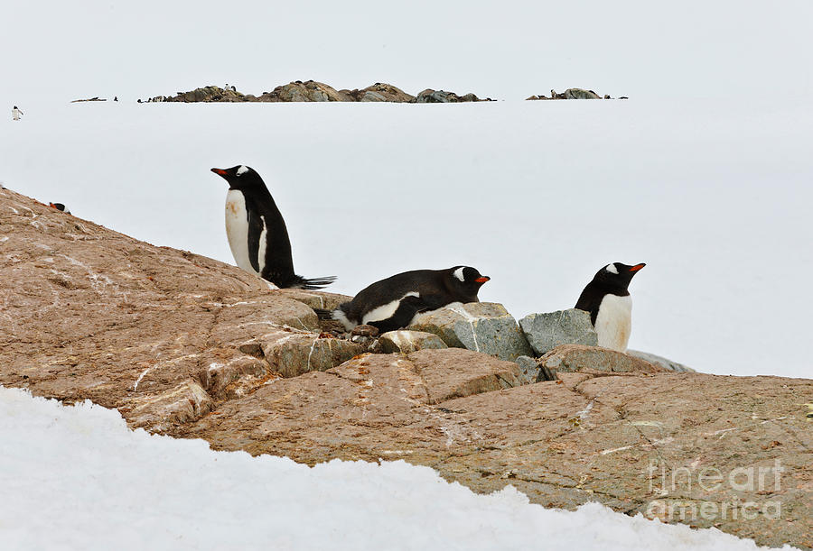 Gentoo Penguin Colony Photograph by John Shaw