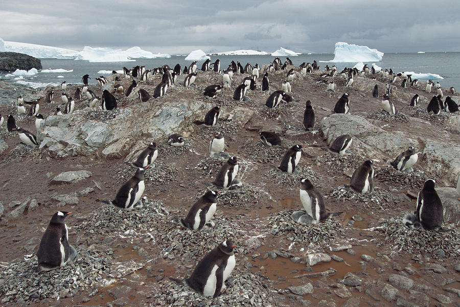 Gentoo Penguin Colony Port Lockroy Photograph by Gerry Ellis
