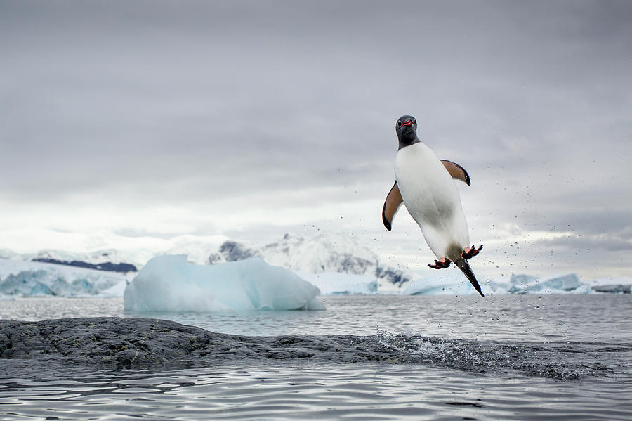 Gentoo Penguin, Cuverville Island Photograph by Paul Souders