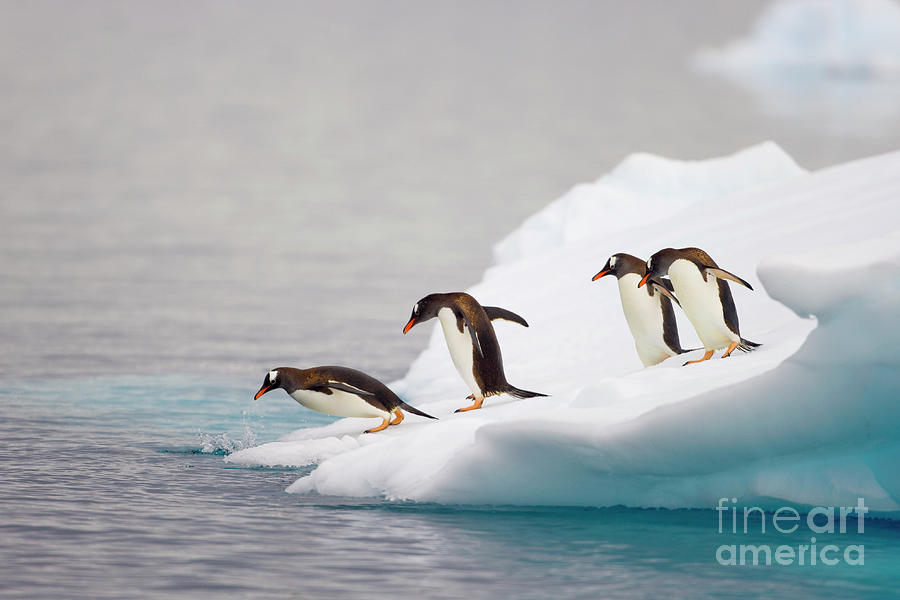 Gentoo Penguin Diving From Iceberg Photograph by Yva Momatiuk and John Eastcott