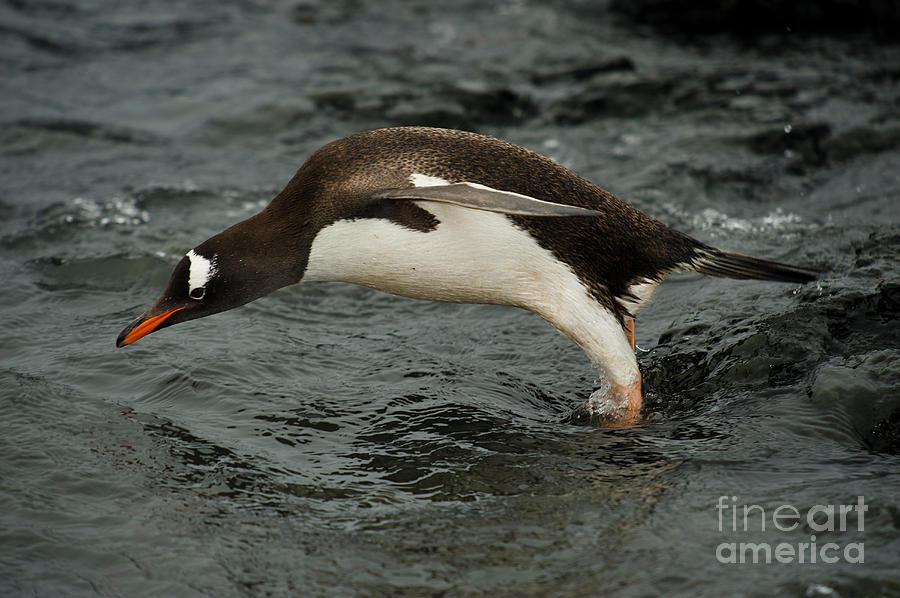 Gentoo Penguin Diving Photograph by John Shaw