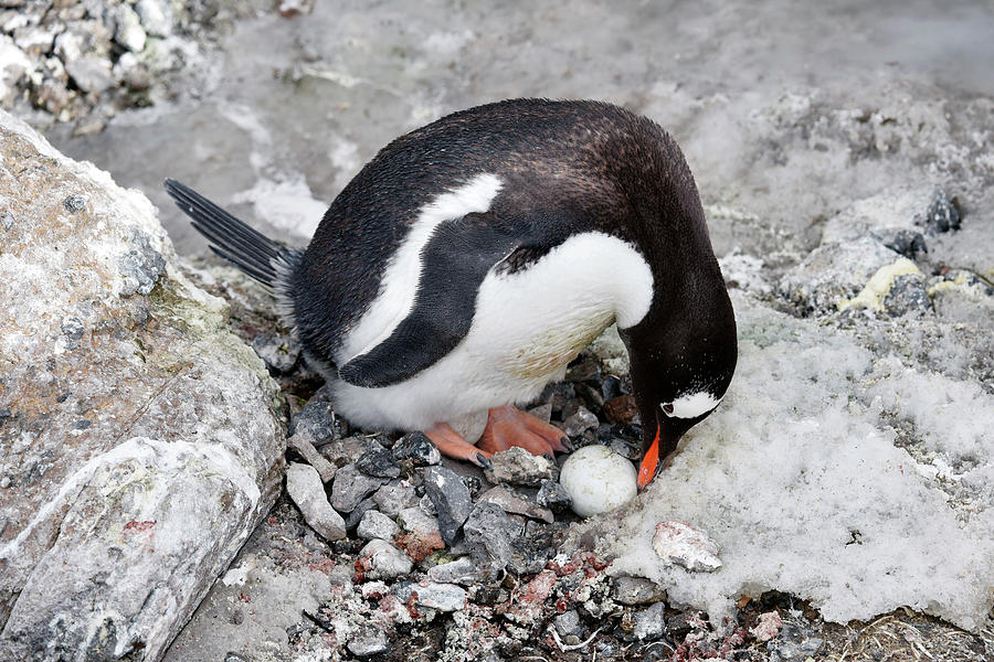 Gentoo Penguin Photograph by Dr P. Marazzi