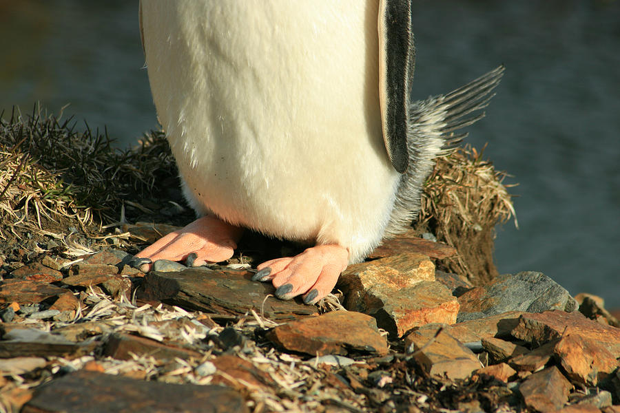 Gentoo Penguin Feet Photograph by Amanda Stadther