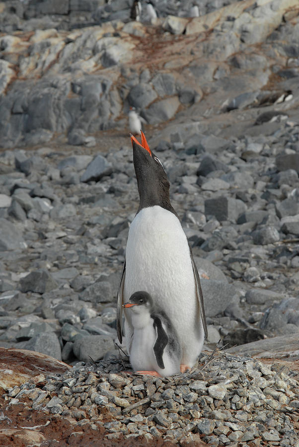 Gentoo Penguin Hen and Chick Photograph by Alan Toepfer