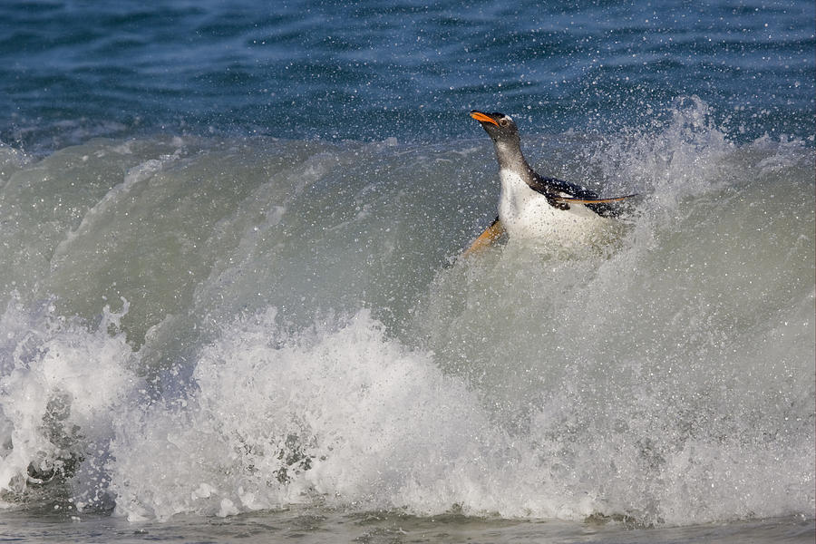 Gentoo Penguin In Breaking Wave New Photograph by Dickie Duckett