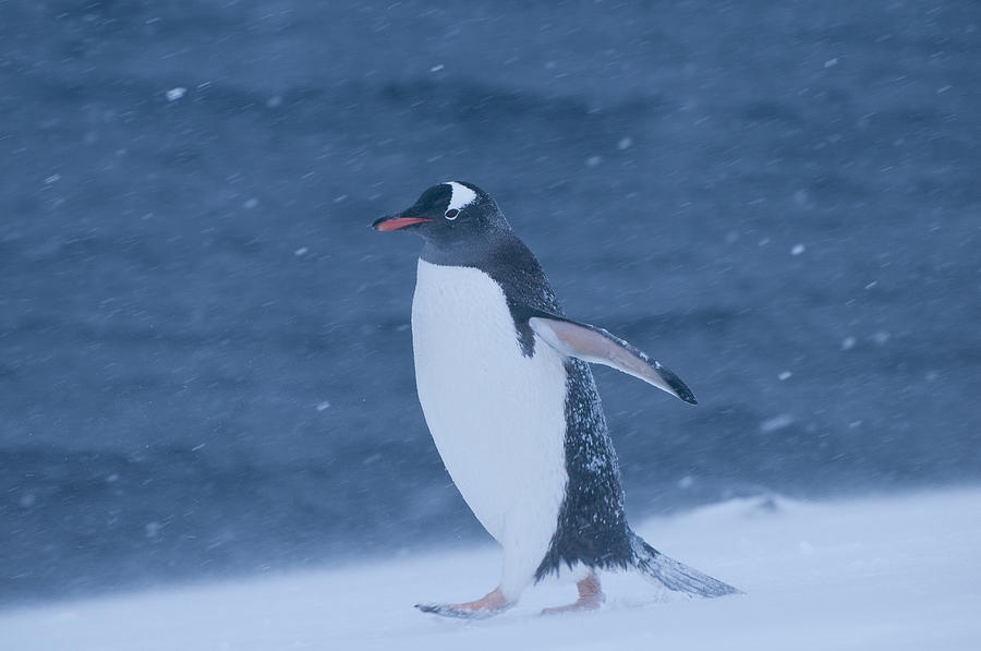 Gentoo Penguin In Snow Storm Antarctica Photograph by Tui De Roy