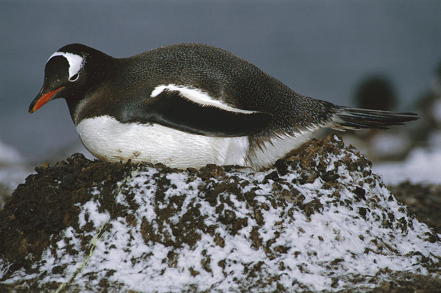 Gentoo Penguin Incubating On Pebble Photograph by Tui De Roy