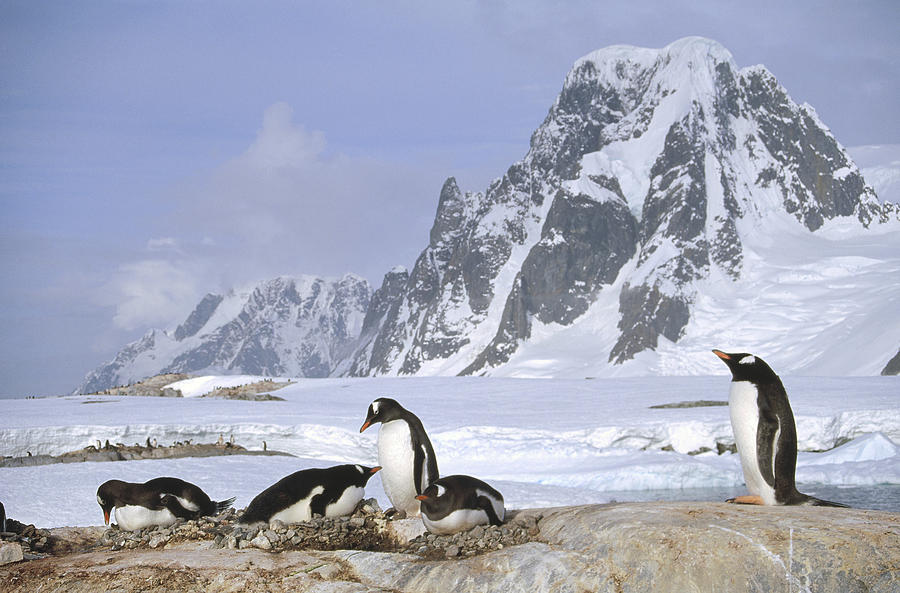 Gentoo Penguin Nesting Colony Antarctica Photograph by Tui De Roy