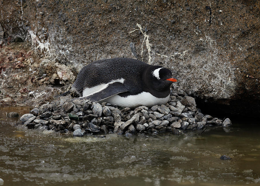 Gentoo Penguin Nesting Photograph By H Bradley Jenkins