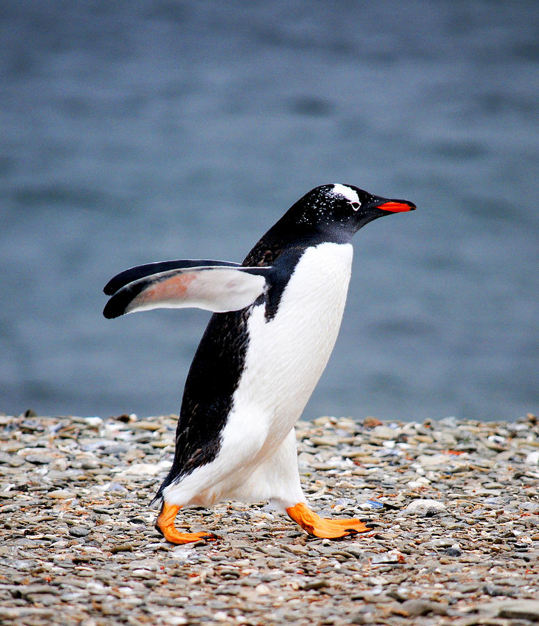 Gentoo penguin, New Haven, East Falkland / Falkland Islands Photograph by Anjci (c) All Rights Reserved