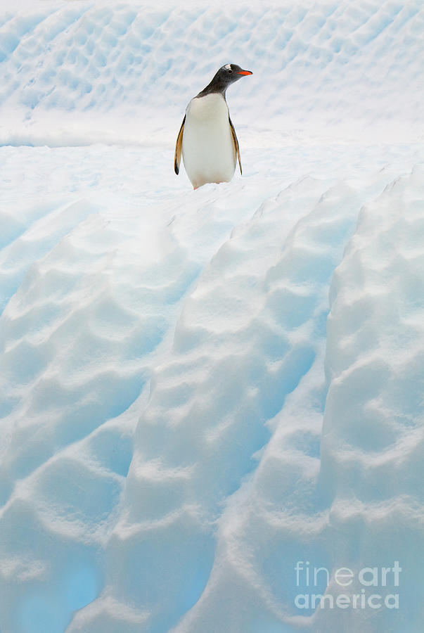 Gentoo Penguin On Blue Iceberg Photograph by Yva Momatiuk John Eastcott