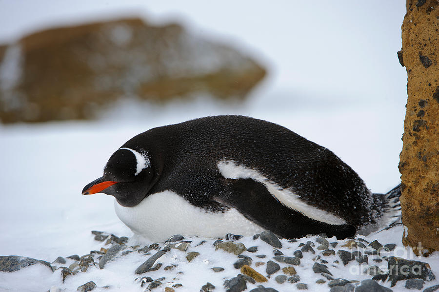 Gentoo Penguin On Nest Photograph by John Shaw