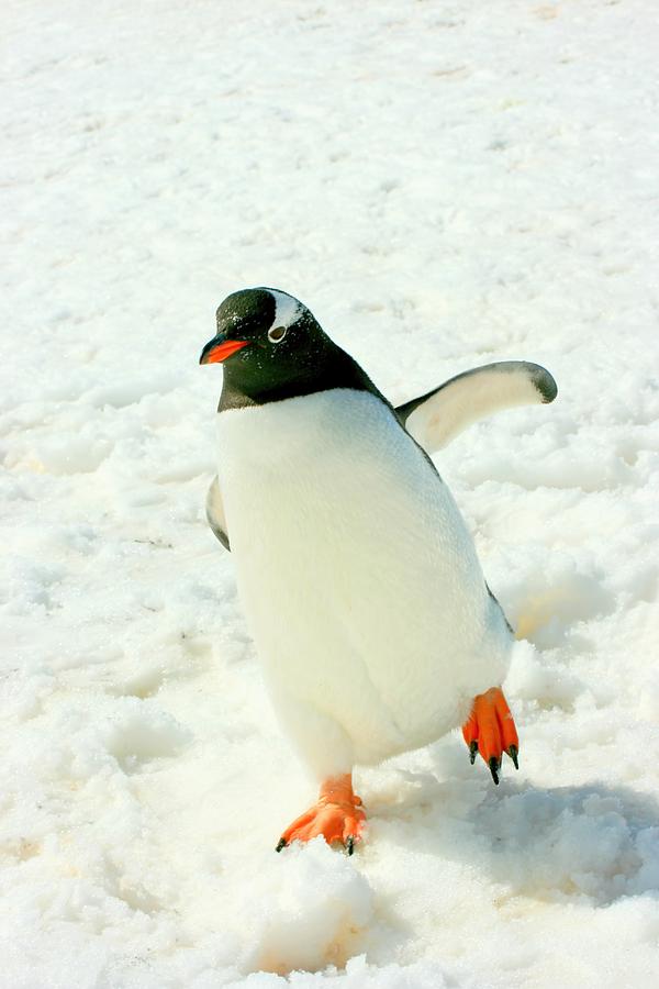 Gentoo Penguin Running Photograph by Amanda Stadther