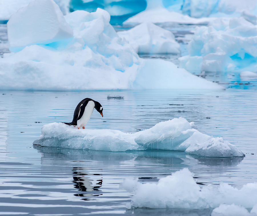Gentoo penguin standing on an ice floe in Antarctica Photograph by Ray Hems