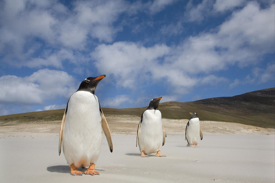 Gentoo Penguin Trio Saunders Isl Photograph by Dickie Duckett